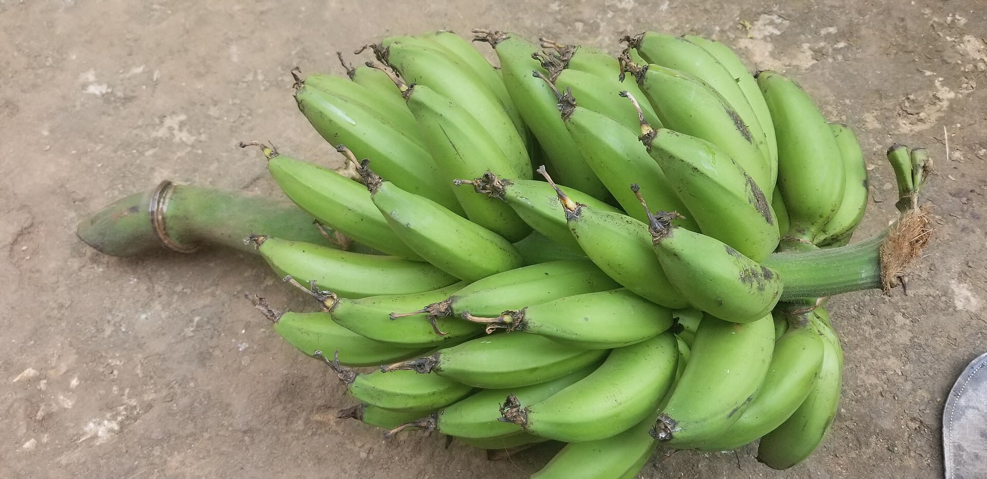 East African bananas