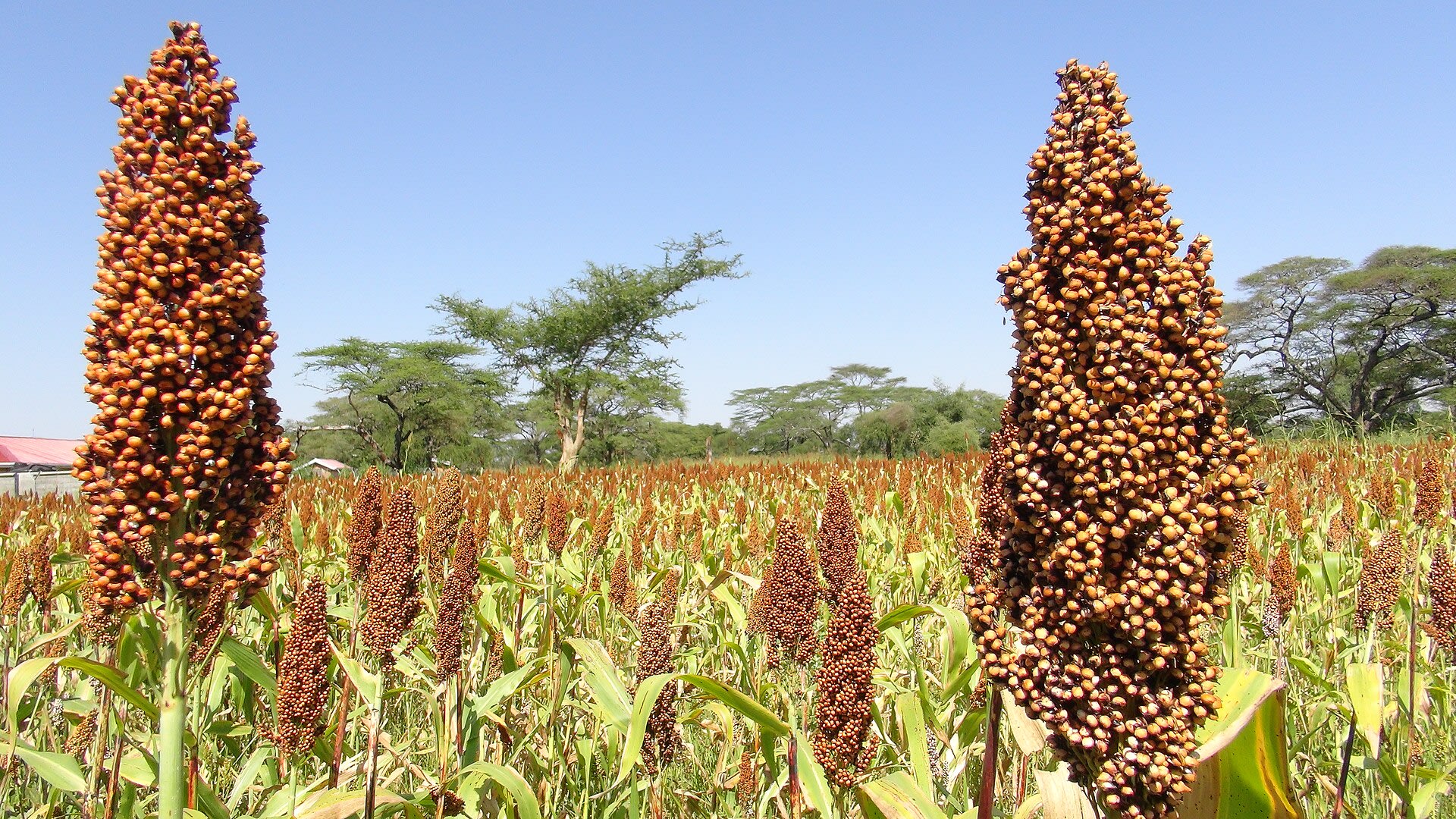 Sorghum, Millet & Maize Flours