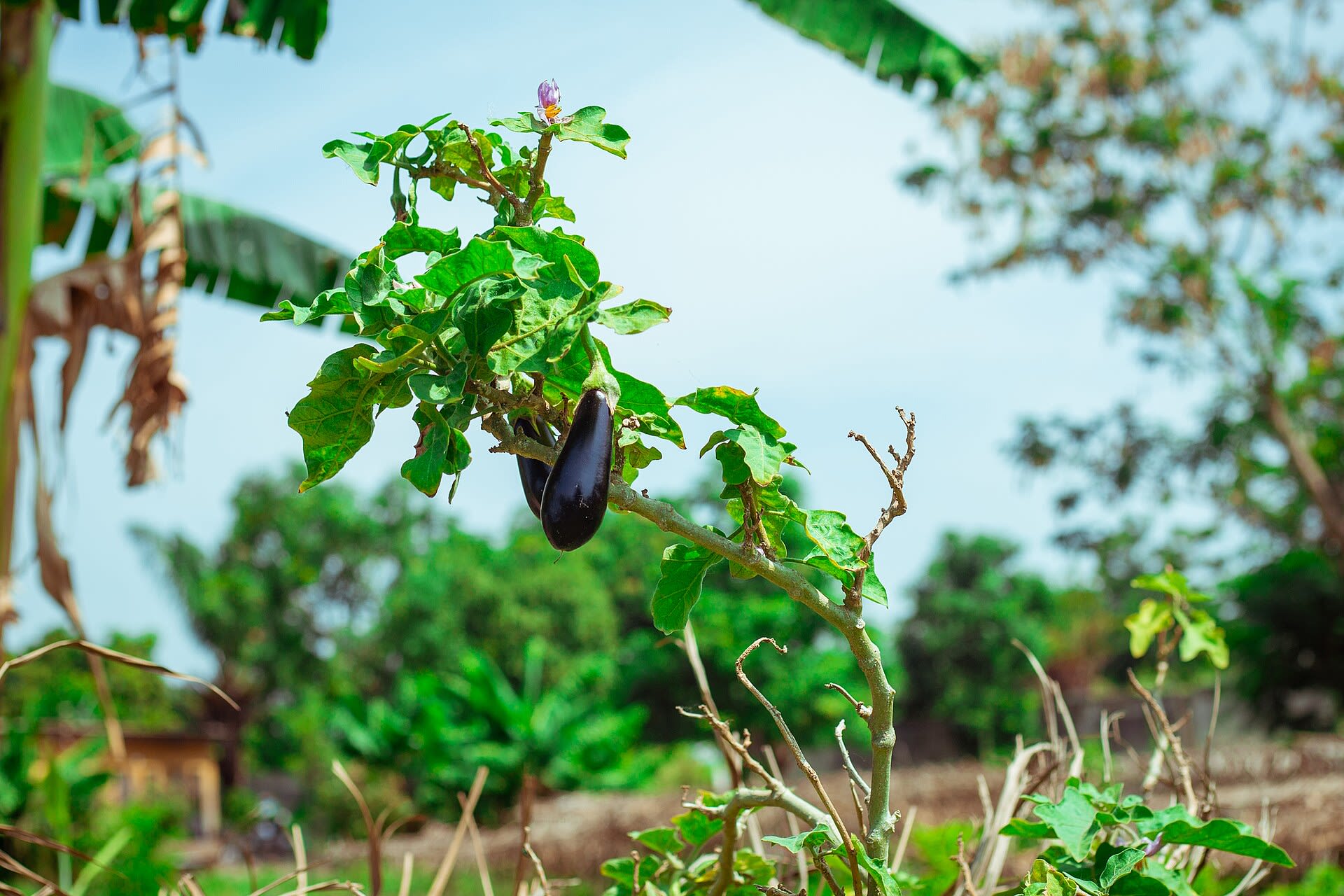 Eggplant on the plant