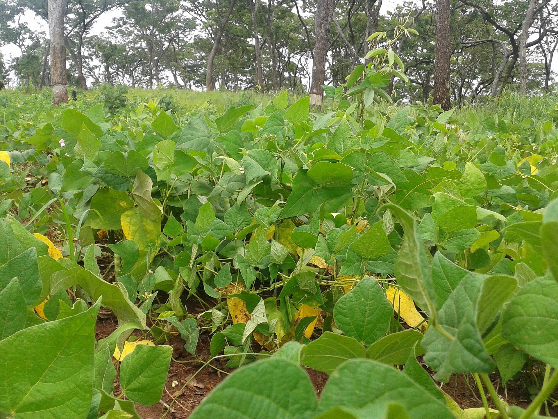 Bean field