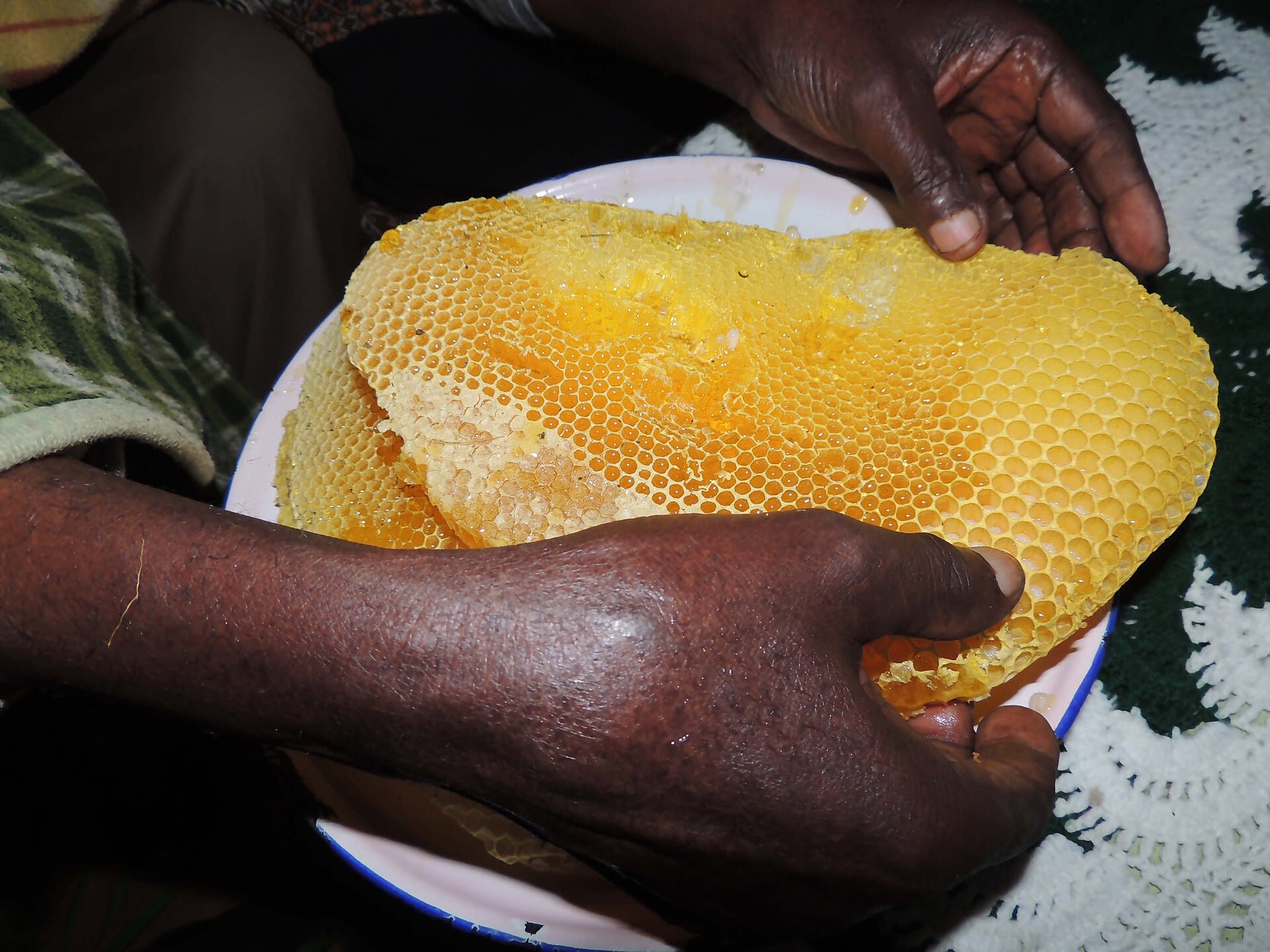Fresh honeycomb