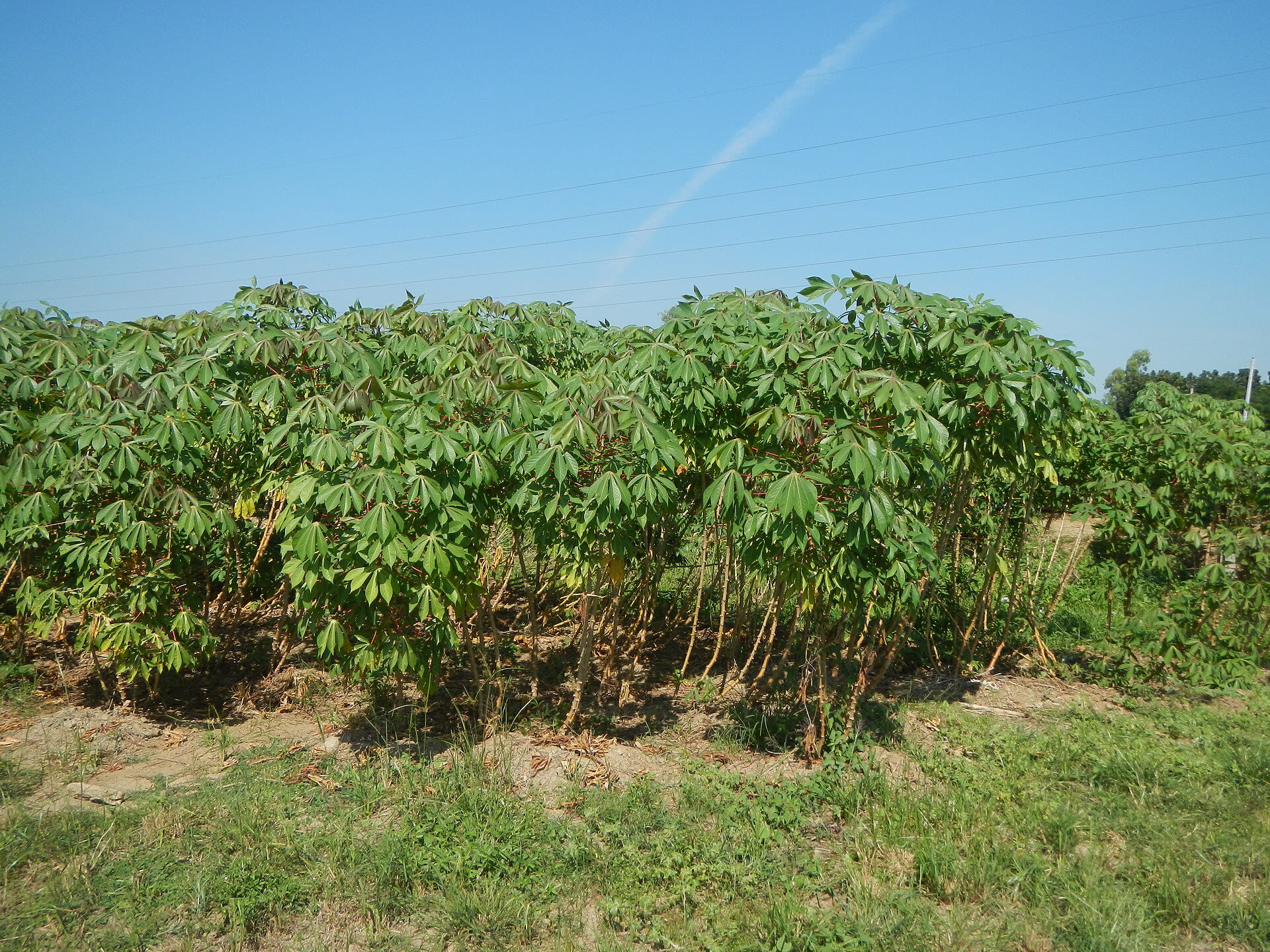 Cassava field