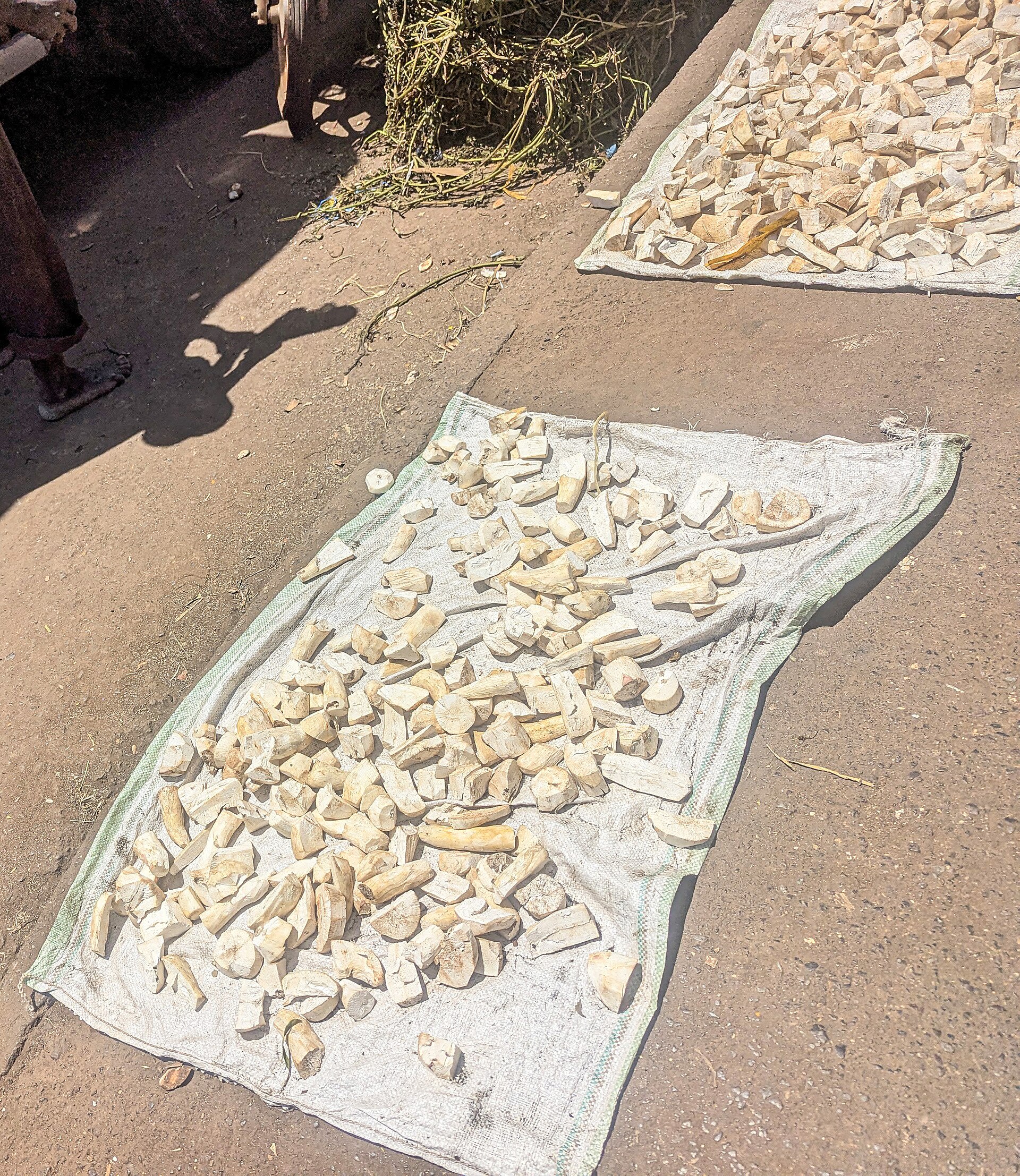 Sun-drying cassava