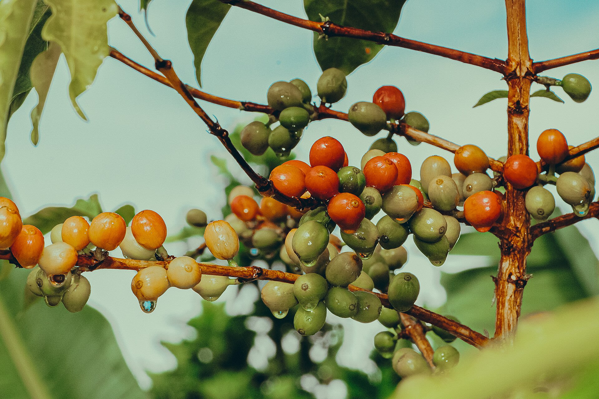 Coffee cherries ripening
