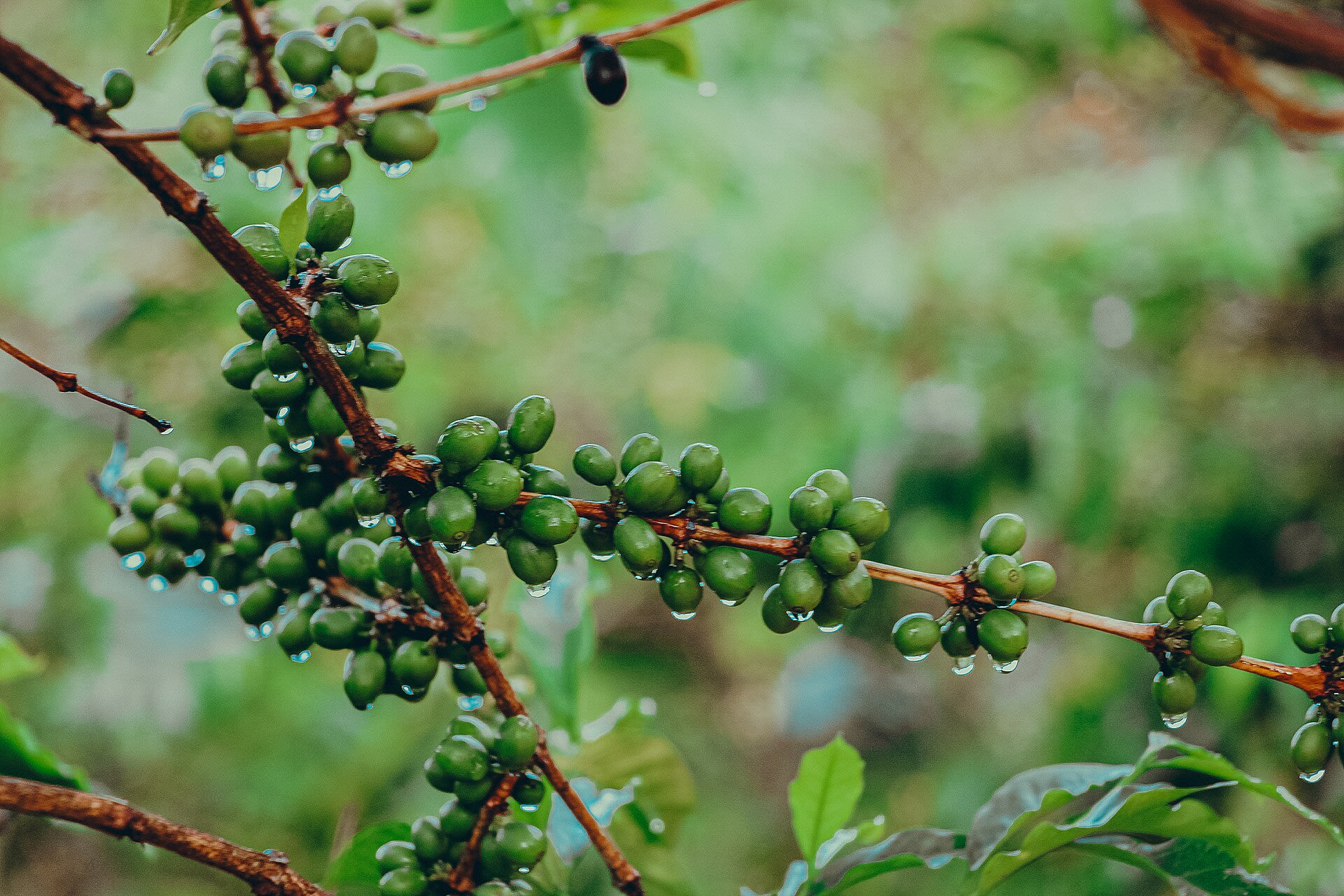 Green cherries on the branch