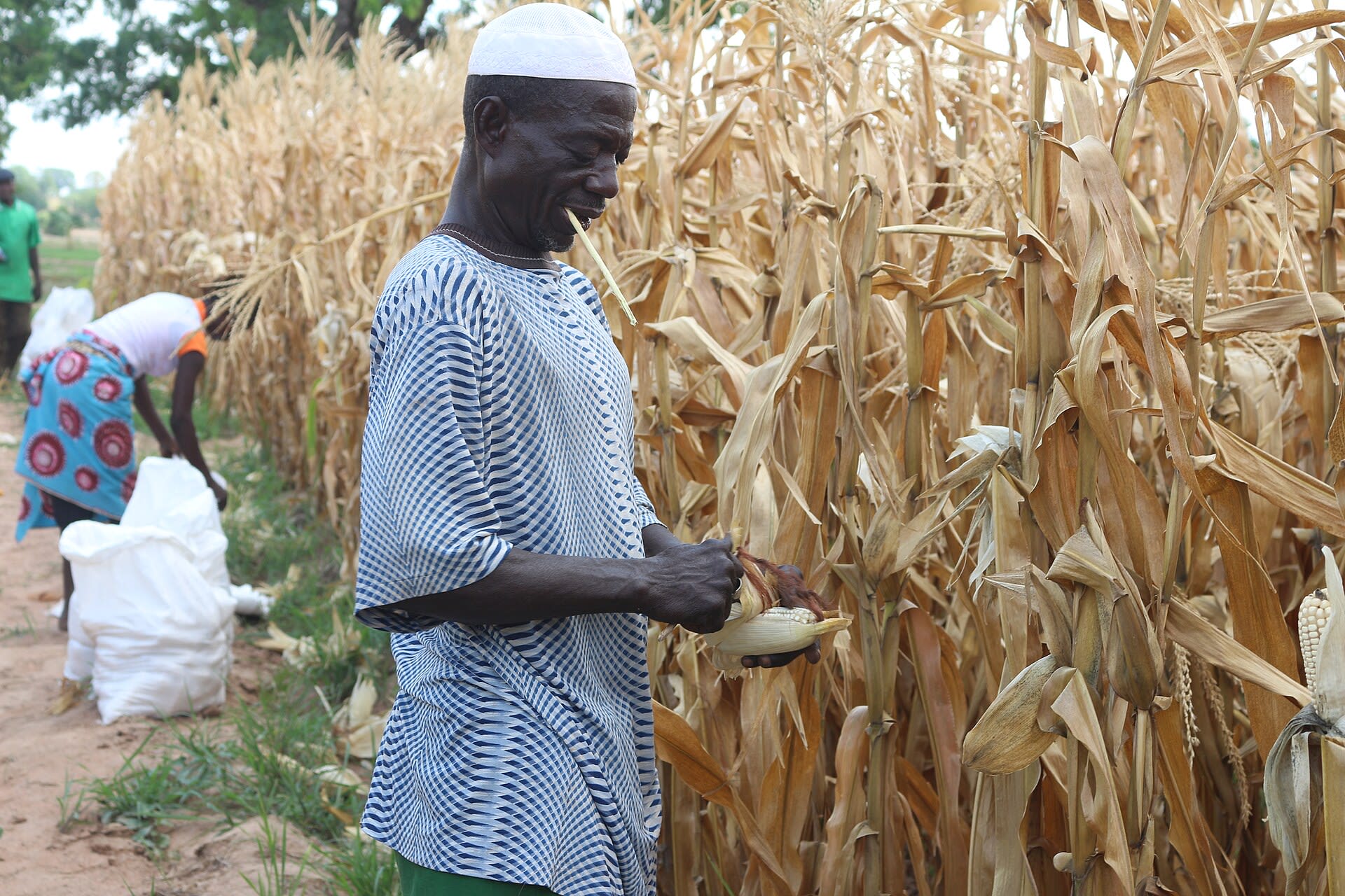 Harvesting maize