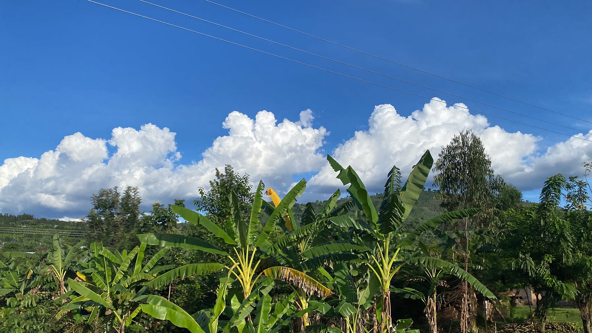 Banana plantation