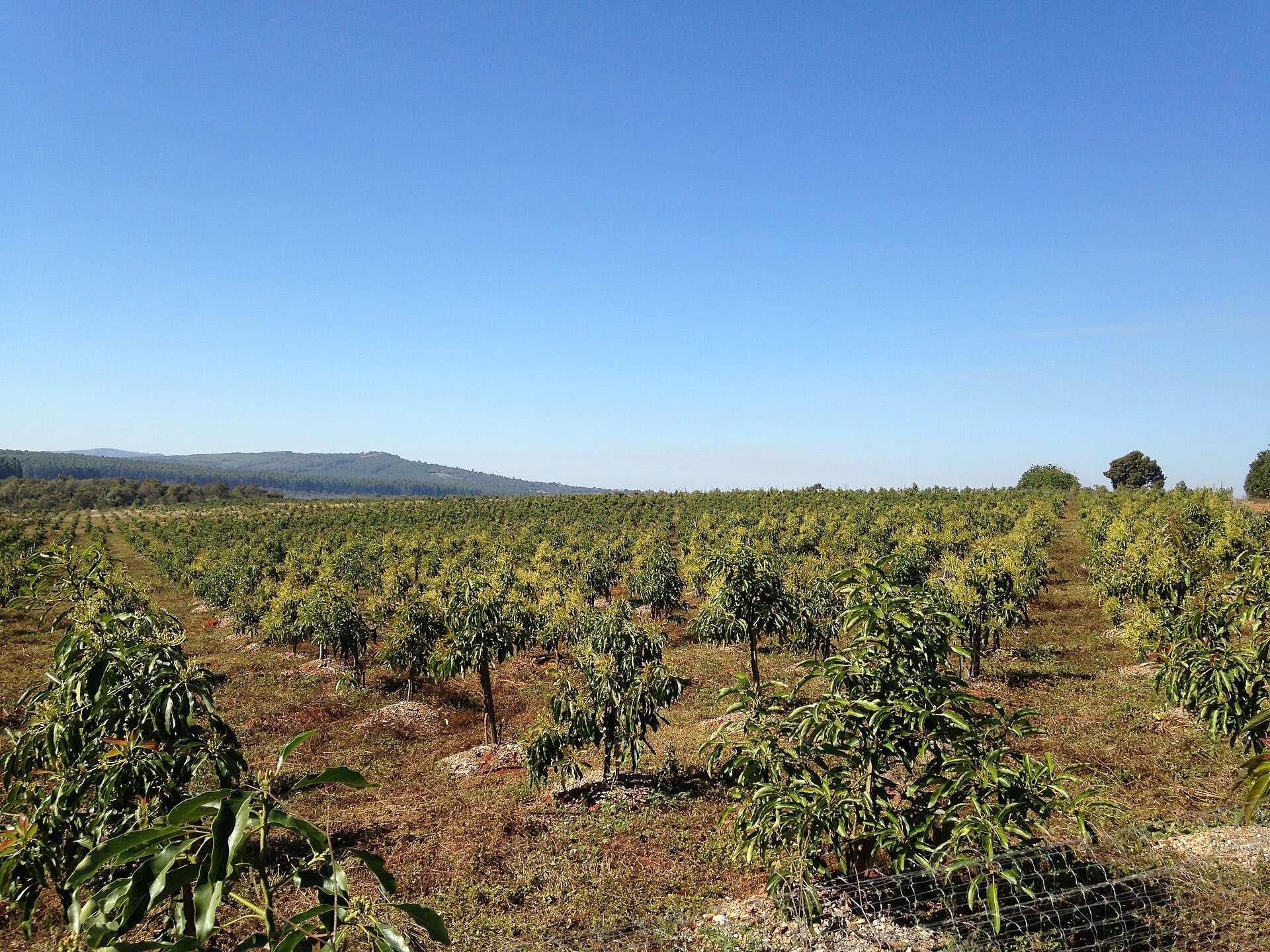 Avocado orchard