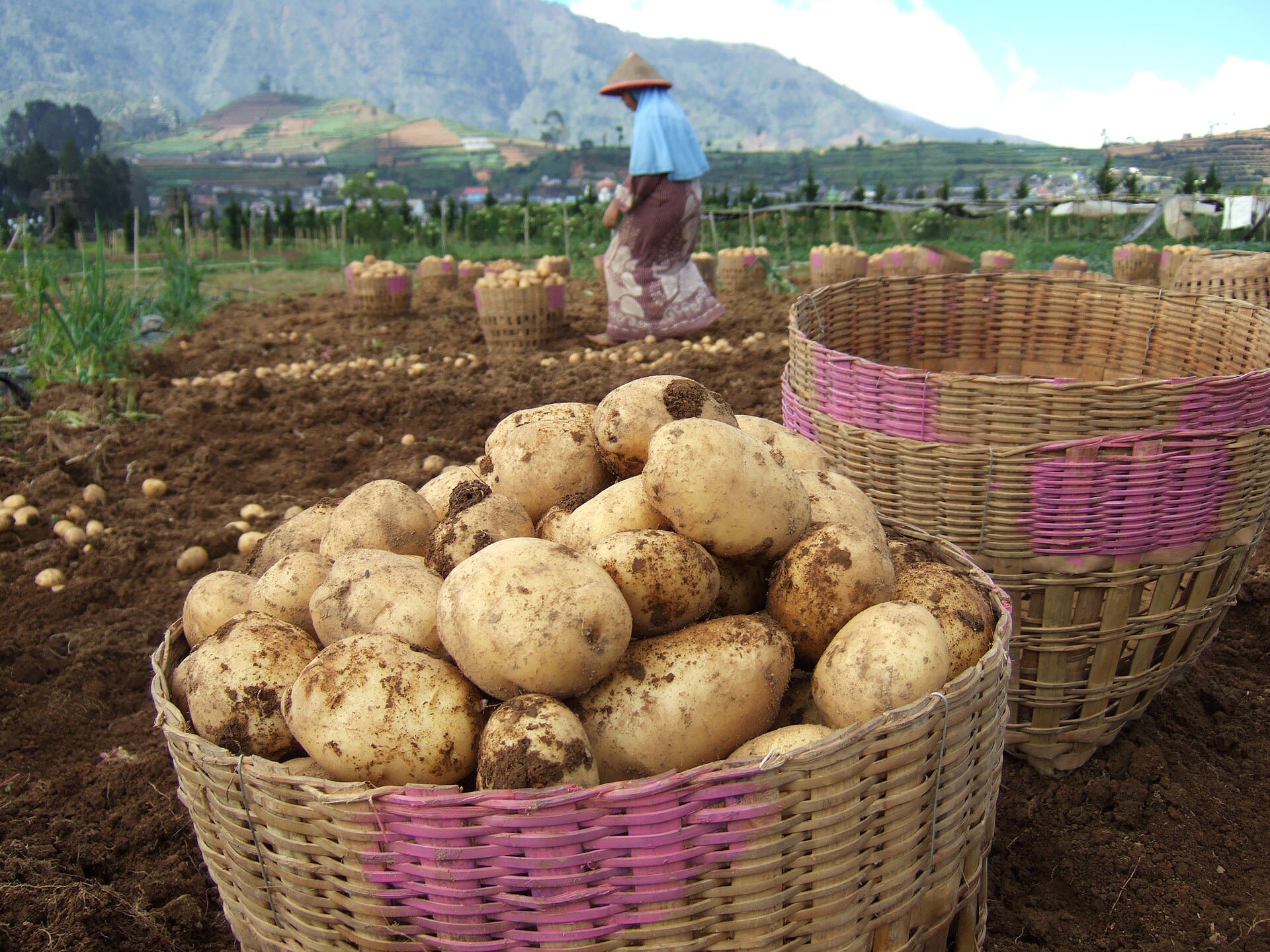 Baskets of potatoes
