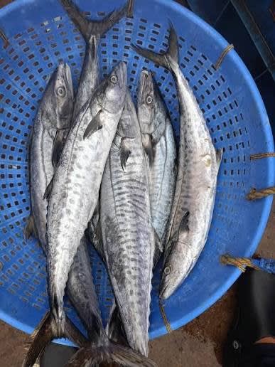 Fresh catch