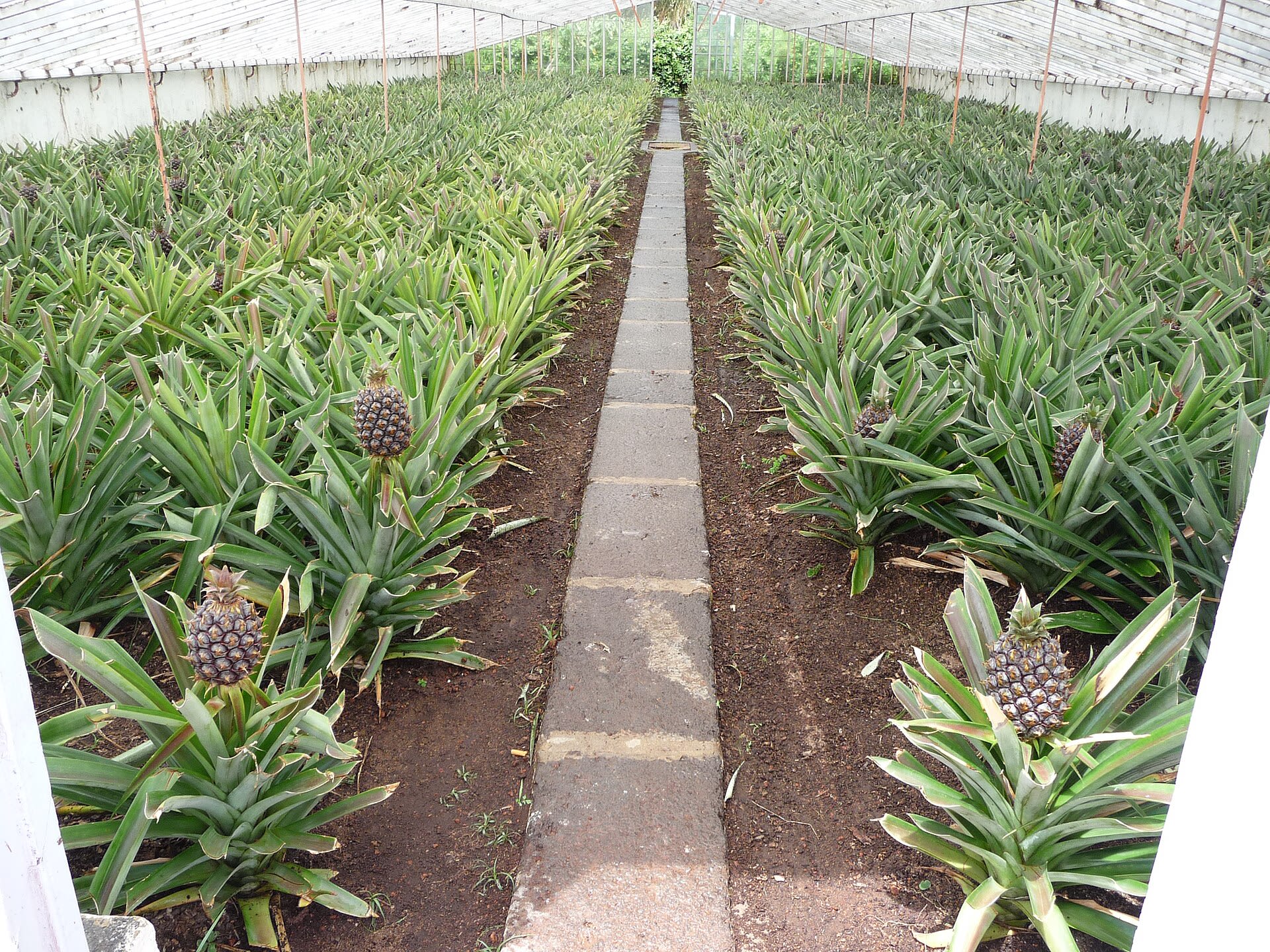 Pineapple rows