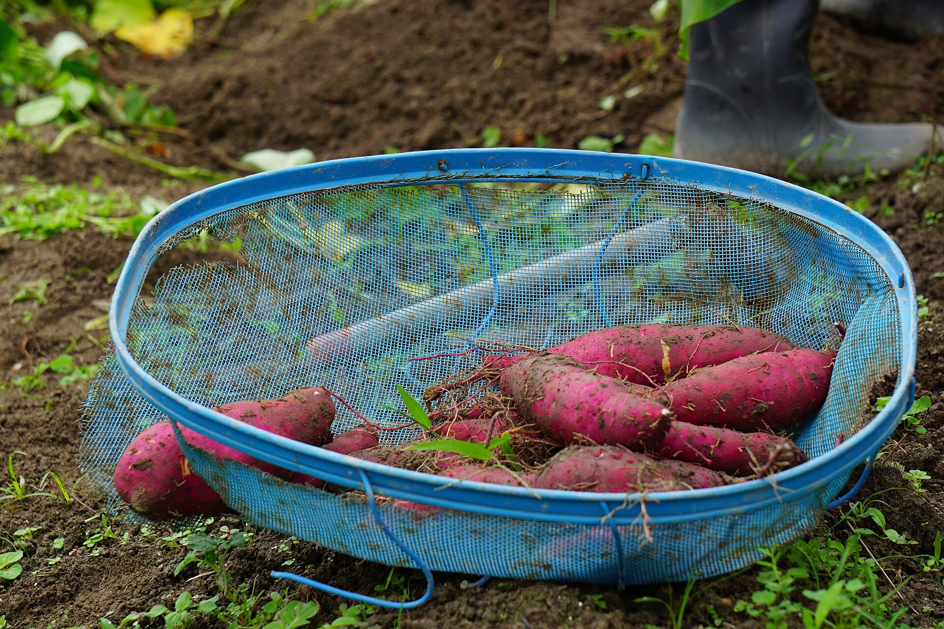 Freshly dug sweet potatoes