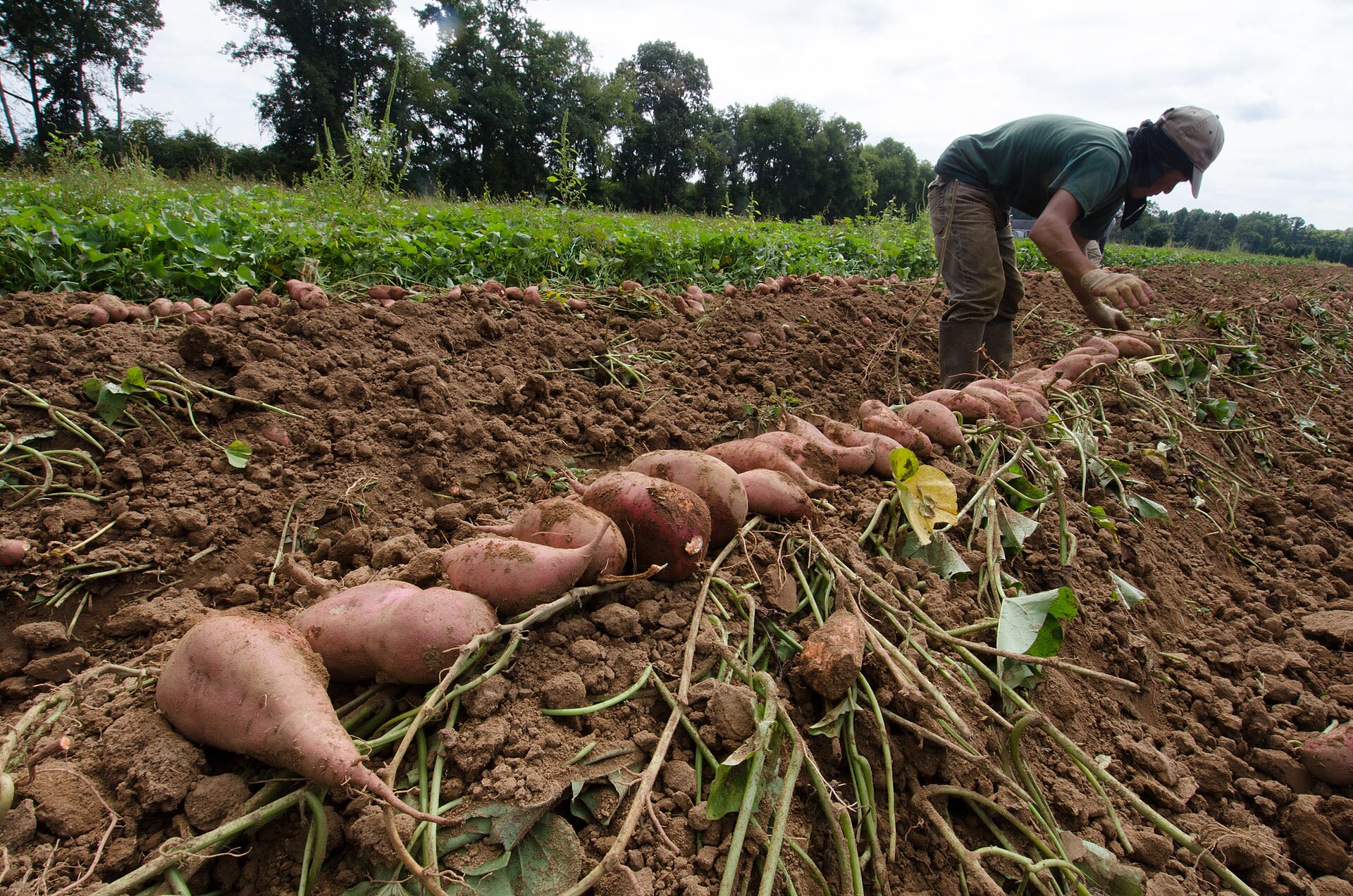 A row of harvest